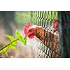 hen in a farmyard (Gallus gallus domesticus)