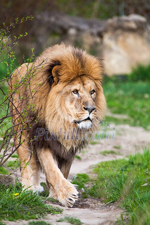 Macestic lion walking Macestic lion walking