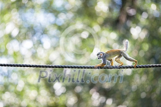 Common Squirrel Monkey (Saimiri sciureus; shallow DOF)