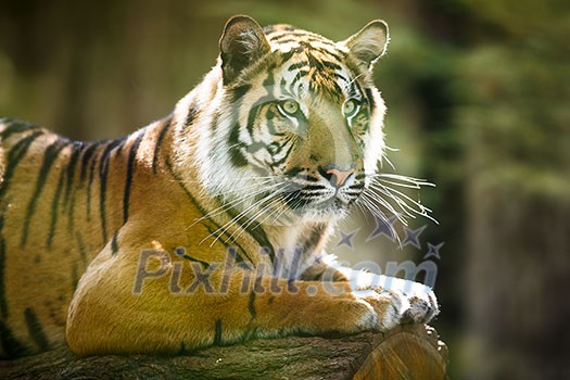 Closeup of a Siberian tiger also know as Amur tiger (Panthera tigris altaica), the largest living cat