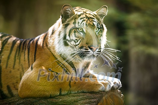 Closeup of a Siberian tiger also know as Amur tiger (Panthera tigris altaica), the largest living cat Closeup of a Siberian tiger also know as Amur tiger (Panthera tigris altaica), the largest living cat