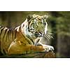 Closeup of a Siberian tiger also know as Amur tiger (Panthera tigris altaica), the largest living cat