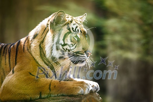 Closeup of a Siberian tiger also know as Amur tiger (Panthera tigris altaica), the largest living cat Closeup of a Siberian tiger also know as Amur tiger (Panthera tigris altaica), the largest living cat