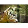 Closeup of a Siberian tiger also know as Amur tiger (Panthera tigris altaica), the largest living cat