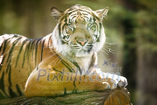 Closeup of a Siberian tiger also know as Amur tiger (Panthera tigris altaica), the largest living cat Closeup of a Siberian tiger also know as Amur tiger (Panthera tigris altaica), the largest living cat