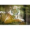 Closeup of a Siberian tiger also know as Amur tiger (Panthera tigris altaica), the largest living cat