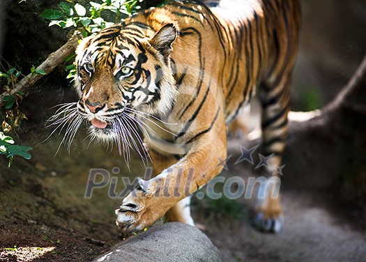 Closeup of a Siberian tiger also know as Amur tiger (Panthera tigris altaica), the largest living cat Closeup of a Siberian tiger also know as Amur tiger (Panthera tigris altaica), the largest living cat