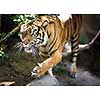 Closeup of a Siberian tiger also know as Amur tiger (Panthera tigris altaica), the largest living cat