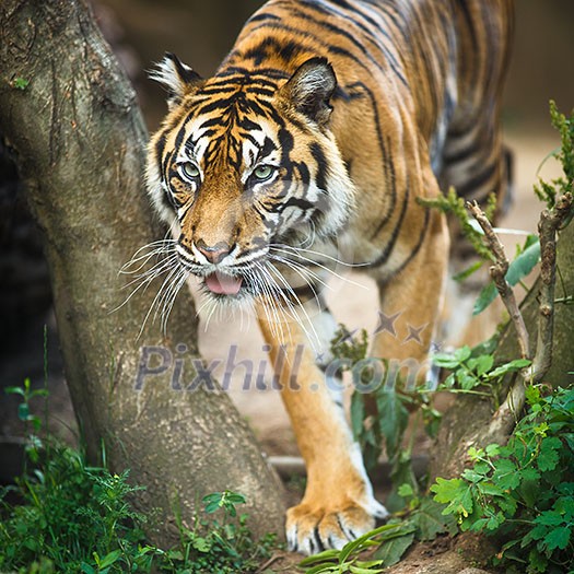 Closeup of a Siberian tiger also know as Amur tiger (Panthera tigris altaica), the largest living cat Closeup of a Siberian tiger also know as Amur tiger (Panthera tigris altaica), the largest living cat