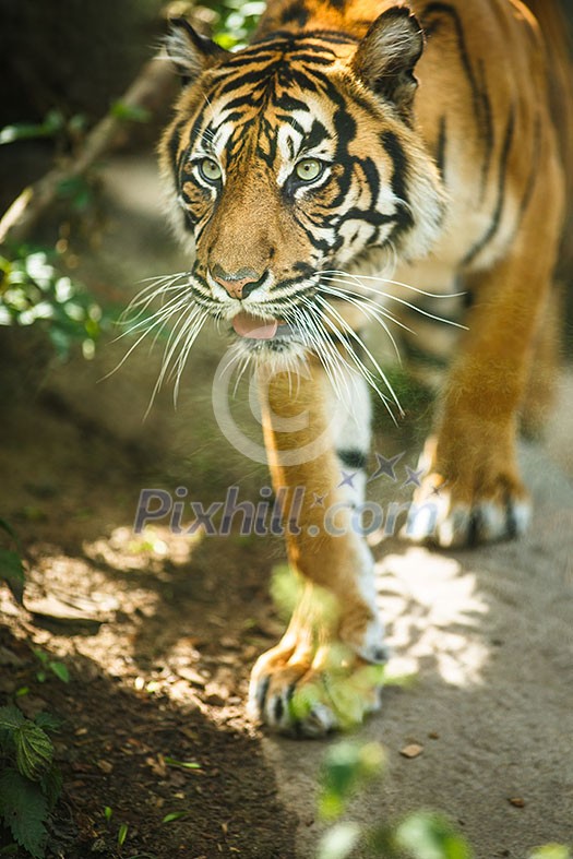 Closeup of a Siberian tiger also know as Amur tiger (Panthera tigris altaica), the largest living cat Closeup of a Siberian tiger also know as Amur tiger (Panthera tigris altaica), the largest living cat