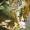 Closeup of a Siberian tiger also know as Amur tiger (Panthera tigris altaica), the largest living cat