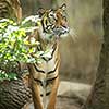 Closeup of a Siberian tiger also know as Amur tiger (Panthera tigris altaica), the largest living cat