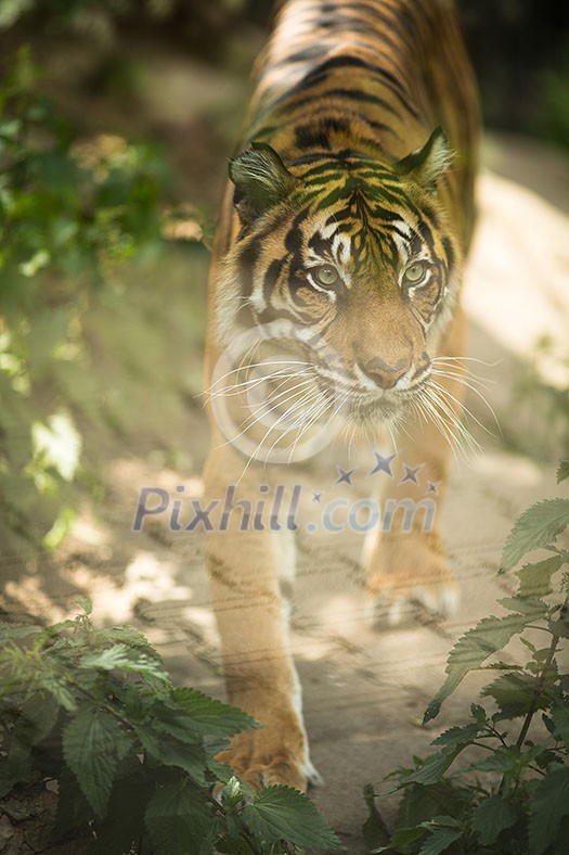 Closeup of a Siberian tiger also know as Amur tiger (Panthera tigris altaica), the largest living cat Closeup of a Siberian tiger also know as Amur tiger (Panthera tigris altaica), the largest living cat
