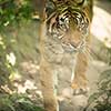 Closeup of a Siberian tiger also know as Amur tiger (Panthera tigris altaica), the largest living cat