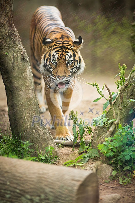 Closeup of a Siberian tiger also know as Amur tiger (Panthera tigris altaica), the largest living cat Closeup of a Siberian tiger also know as Amur tiger (Panthera tigris altaica), the largest living cat