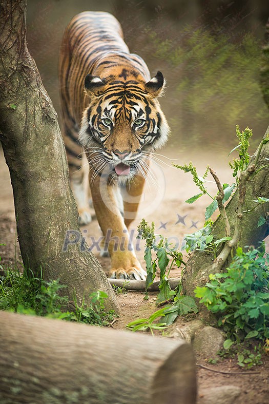 Closeup of a Siberian tiger also know as Amur tiger (Panthera tigris altaica), the largest living cat