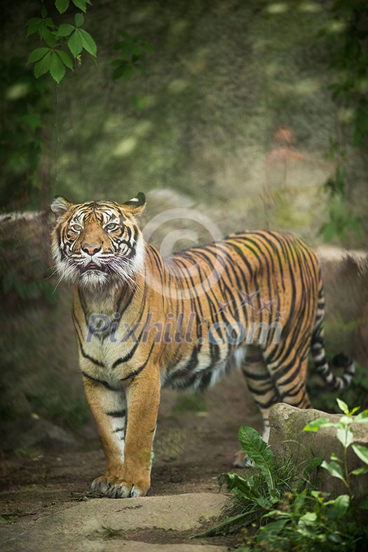 Closeup of a Siberian tiger also know as Amur tiger (Panthera tigris altaica), the largest living cat Closeup of a Siberian tiger also know as Amur tiger (Panthera tigris altaica), the largest living cat