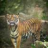 Closeup of a Siberian tiger also know as Amur tiger (Panthera tigris altaica), the largest living cat