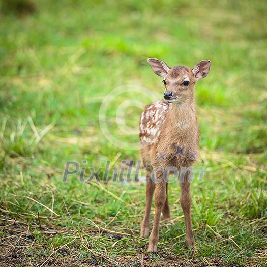 Little sika deer Little sika deer