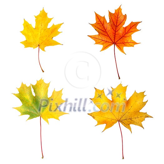 autumn maple leaves autumn maple leaves