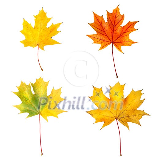 autumn maple leaves