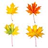 autumn maple leaves