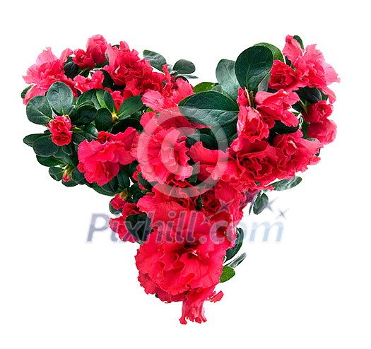 heart from azalea flowers for valentine's day isolated on white