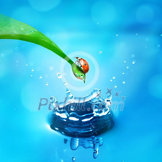 lady bug on green leaf and water splash