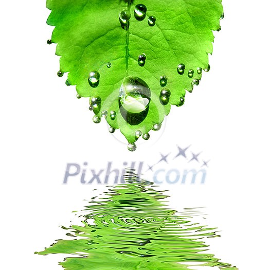 green leaf with water drops isolated on white