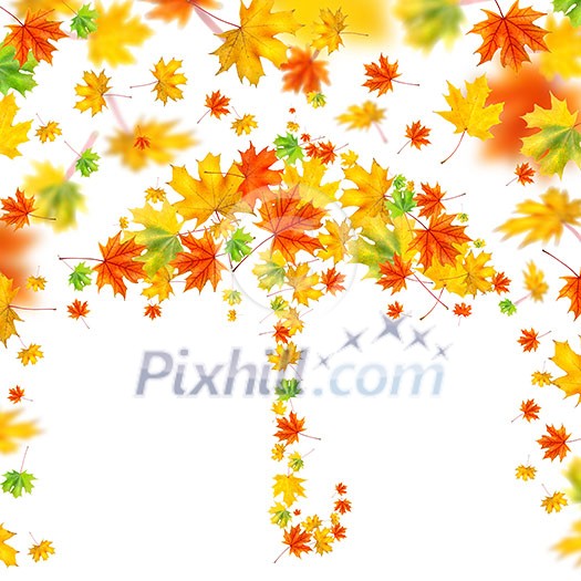 umbrella from autumn leaves isolated on white