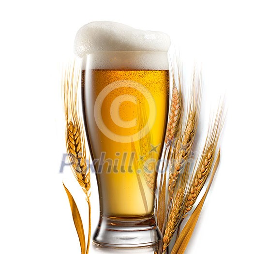Beer in glass and wheat isolated on white background