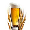Beer in glass and wheat isolated on white background