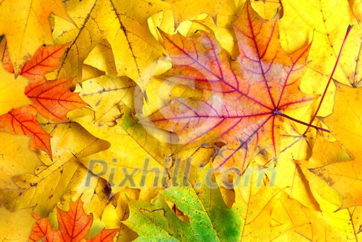 background with autumn leaves