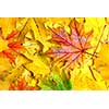 background with autumn leaves