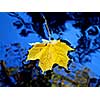 Yellow leaf in blue water