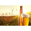 Glass of beer and bottle against wheat field and sunset