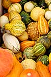 background from small different pumpkins