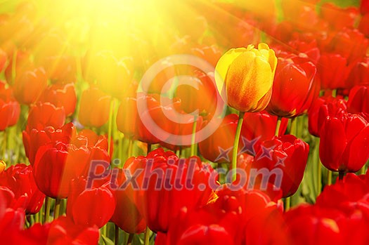 sunny field of tulips
