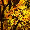 autumn yellow leaves