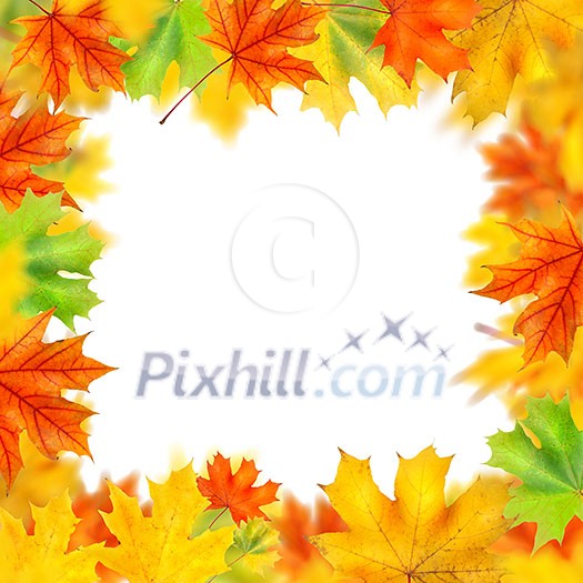 frame from autumn leaves isolated on white