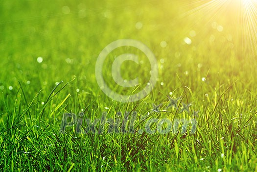 green grass background