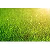 green grass background