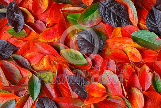 autumn leaves background