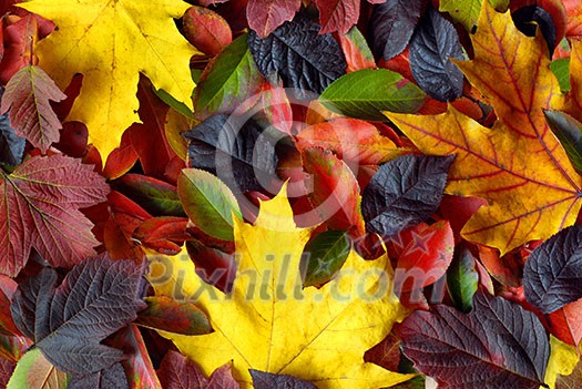 autumn leaves background