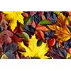 autumn leaves background