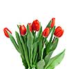 close-up red tulips isolated on white
