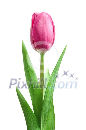 pink tulip isolated on white