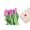 close-up pink tulips with gift isolated on white