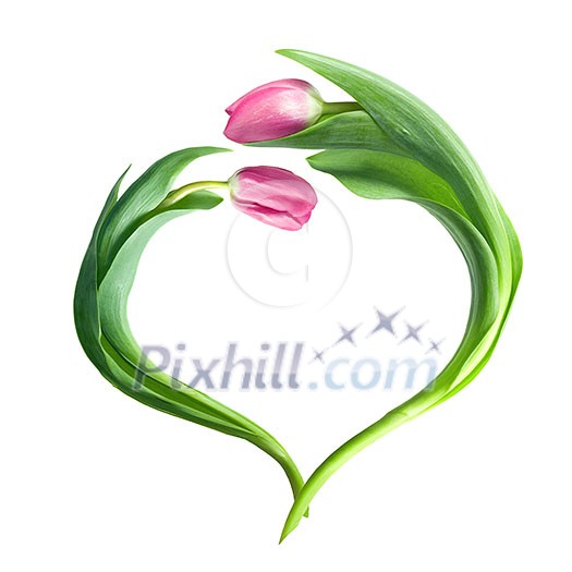 heart from purple tulips isolated on white