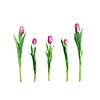 various pink tulips isolated on white